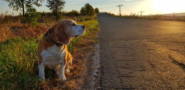 Dog looking away on road