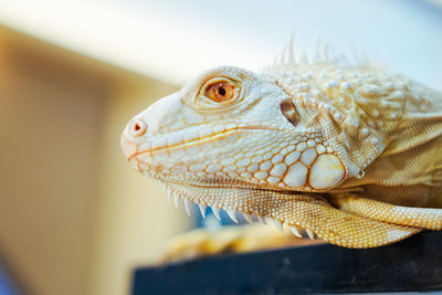 Close-up of a lizard