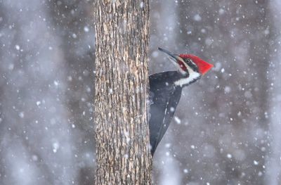 Pileated woodpecker in the falling snow