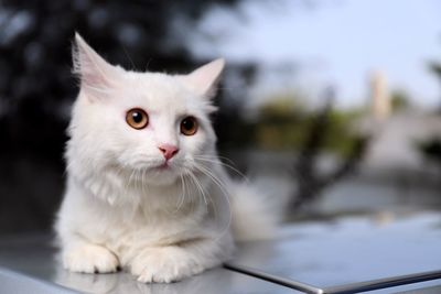 Portrait of white cat