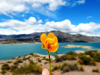 Close-up of flower in front of lake against clear sky