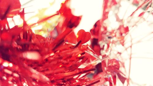 Close-up of red flowering plant during autumn