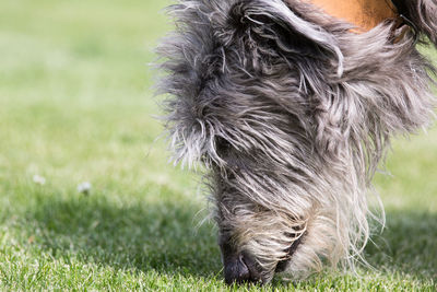 Close-up of a dog on field