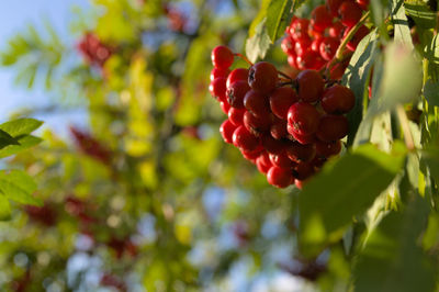 Close-up of red berries growing on tree