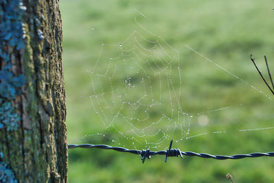 Close-up of wet spider web in rain