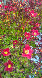 Close-up of flowers blooming outdoors