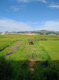 Cows grazing on field against sky