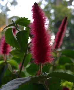 Close-up of pink flowers