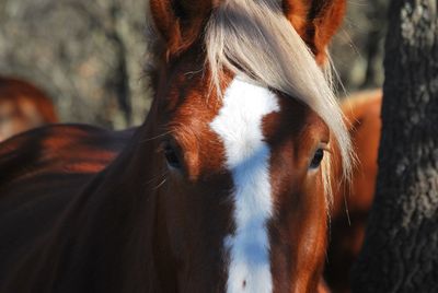 Close-up portrait of horse standing outdoors