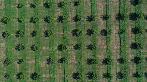 Aerial view over agricultural gardens in spring time