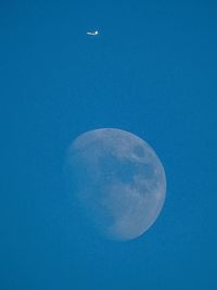 Low angle view of bird flying against blue sky