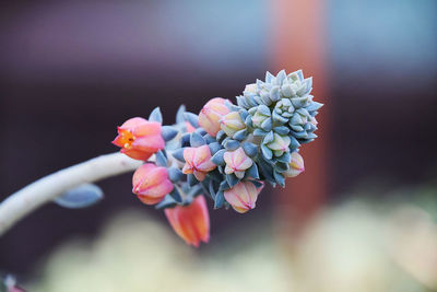 Close-up of flowers