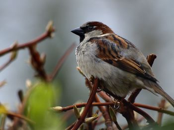 Close-up of bird perching on branch