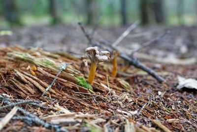 Close-up of dry leaves