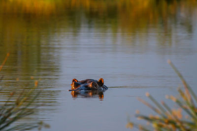 Hippopotamus swimming in lake