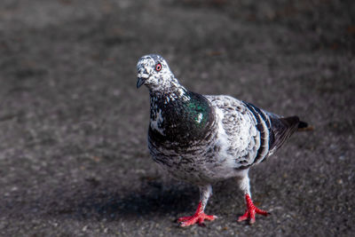 Close-up of pigeon on land