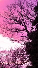 Low angle view of bare trees against sky