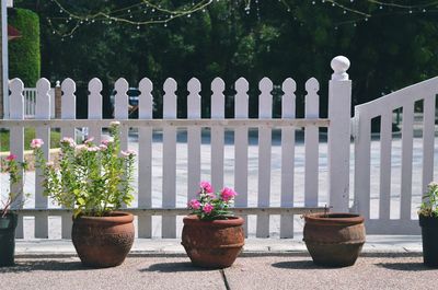 Potted plants on railing against wall