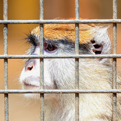 Monkey in zoo