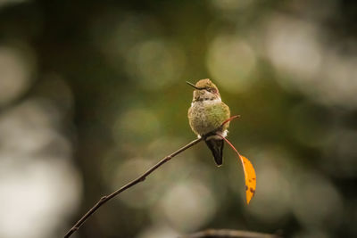 Close-up of hummingbird perching on twig