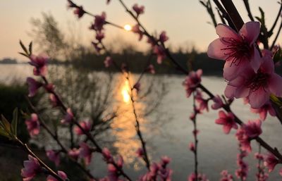 Close-up of pink cherry blossom on sunset