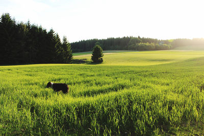 Scenic view of grassy field against sky