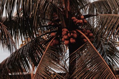 Low angle view of coconut palm tree against sky