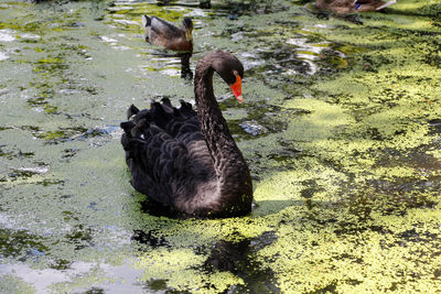 Close-up of black swan swimming on lake