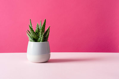 Close-up of potted plant on table against wall