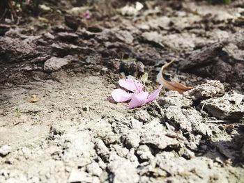 High angle view of crocus blooming outdoors