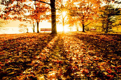 Sunlight falling on tree during autumn