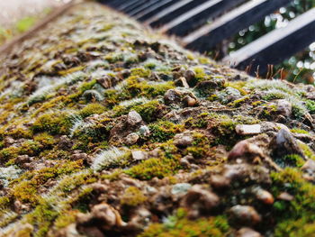 Surface level of moss