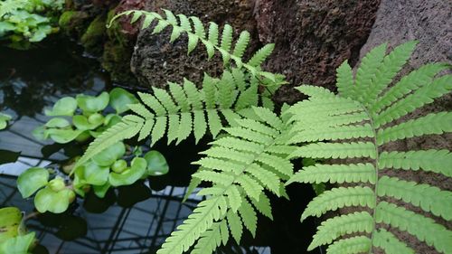 High angle view of fern leaves on tree