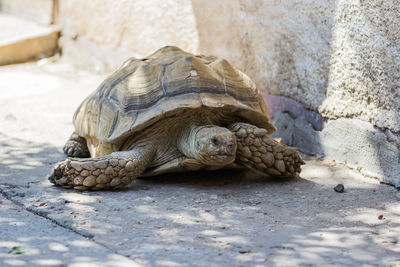 Close-up of tortoise