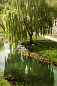 Scenic view of lake in forest