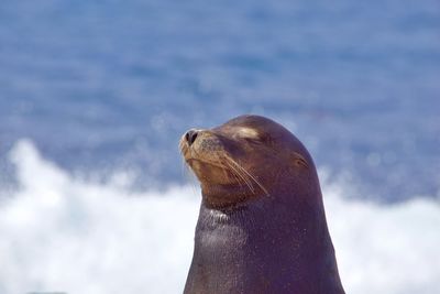 Close-up of sea lion