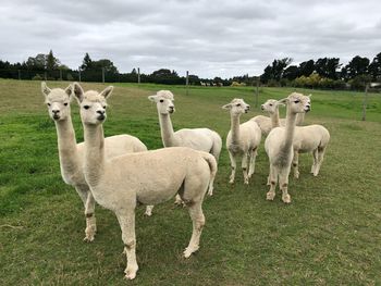 Sheep standing on field against sky