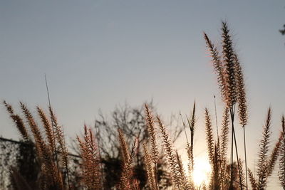 Close-up of stalks against clear sky during winter