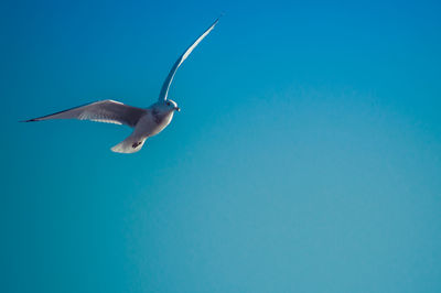 Bird flying against clear sky