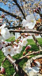 Low angle view of cherry blossoms