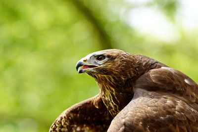 Close-up of eagle