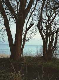 Trees on beach against sky