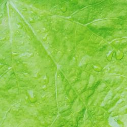 Full frame shot of wet leaf