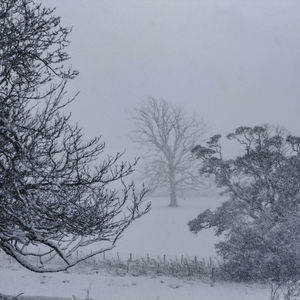 Bare trees on snow covered landscape