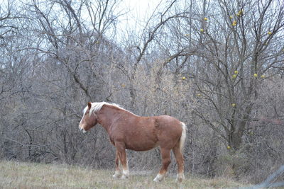 Horse standing in a field