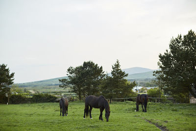 Horses grazing on field against sky