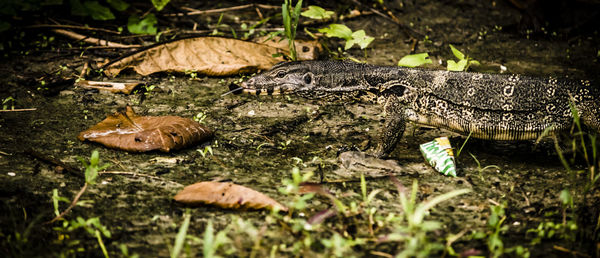 View of a reptile on the ground