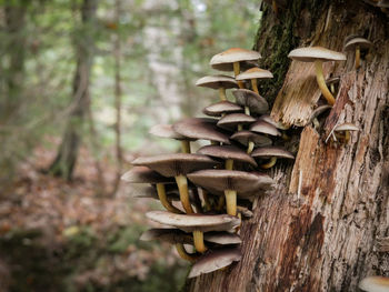 Close-up of mushrooms on tree trunk in forest