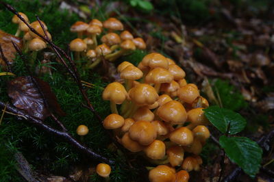 Close-up of mushrooms growing on field