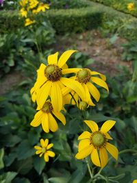 Close-up of yellow flowering plant